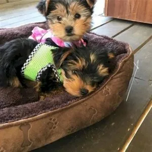 Adorable male and female teacup yorkie puppy available