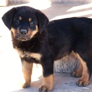Wunderschöne rottweilerwelpenm