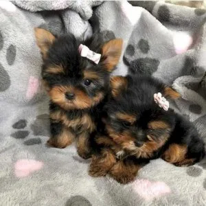 Gorgeous teacup yorkie puppies