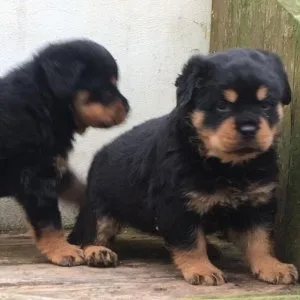 Gut erzogene rottweiler welpen