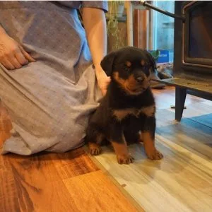 Wunderschöne rottweilerwelpen ok