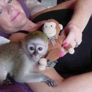 Nice and healthy capuchin monkeys available
