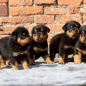 Rottweiler puppies for sale