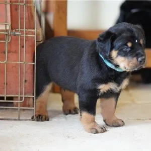 Bezaubernde rottweilerwelpen suchen ein liebevolles zuhause