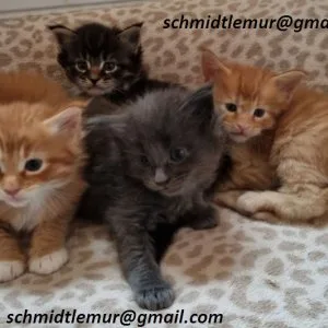 Purebred maine coon kittens for rehoming