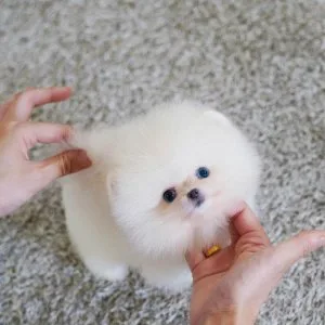 Beautiful teacup pomeranian puppy