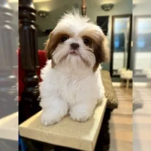 Maltipoo for adoption