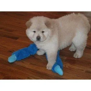 Cute chow chow puppy