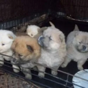 Chow chow puppies