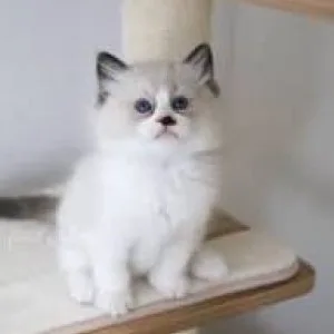 Ragdoll kittens for adoption