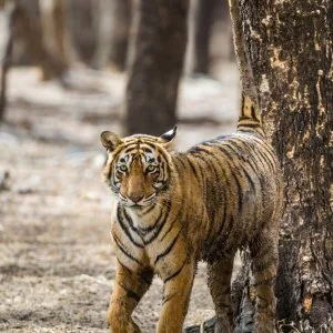 Wildlife safari experience in ranthambore best tiger spotting