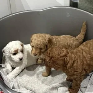 Cavapoo puppies for sale
