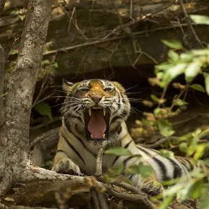 Tiger 6 8rdr