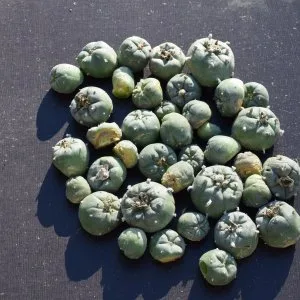 Mescaline for sale