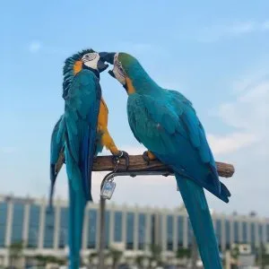 Cuty sweety parrots for sale