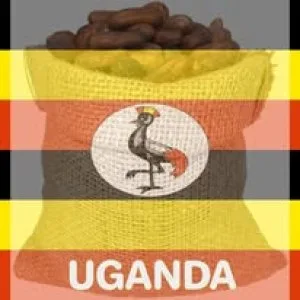 Organic cocoa beans