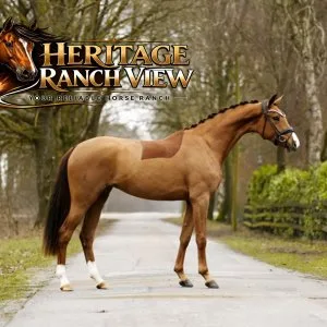 Sweet and gorgeous horses for sale