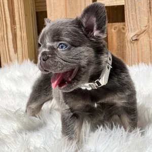 Best french bulldog pup