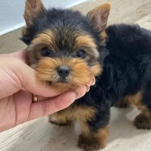 Dillis yorkie puppies available