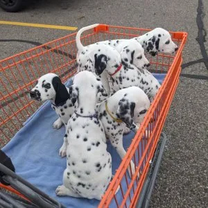 Beautiful dalmatian puppies