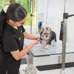 Affordable dog grooming packages in usa