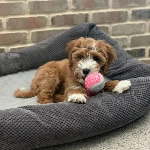 Golden doodle