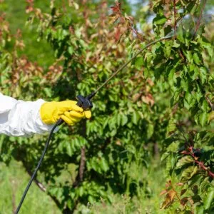 Arboricultural disease control specialists