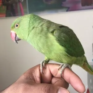Cute ringnecks parrots