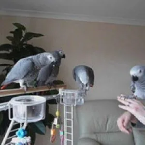 Pair of african greys