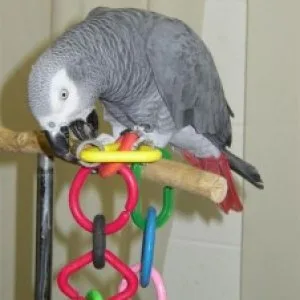 Sweet african grey parrots availablecage