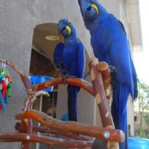 Blue macaw birds for adoption