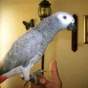 Lovely male and female congo african grey parrots