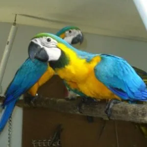 Beautiful blue and gold macaws