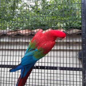 Accessories and cage blue and gold macaw