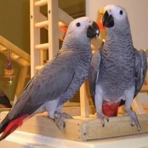 Lovely african grey parrots for sale