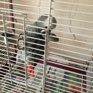 Healthy african grey parrot