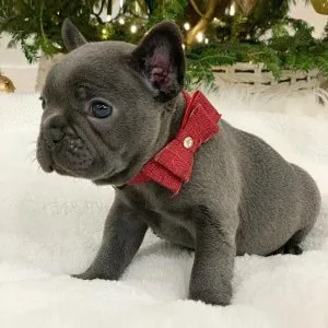 Adorable french bulldog puppy for sale
