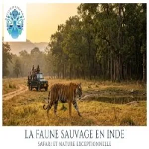 La faune sauvage en inde safari et nature exceptionnelle