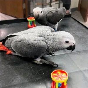 African grey parrot