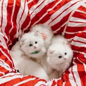 Ragdoll