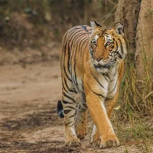 Golden triangle tiger tour