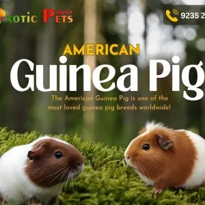 American guinea pig paradise