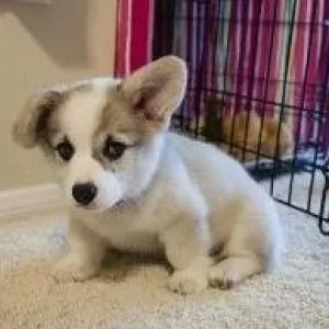 Pembroke welsh corgi for rehoming