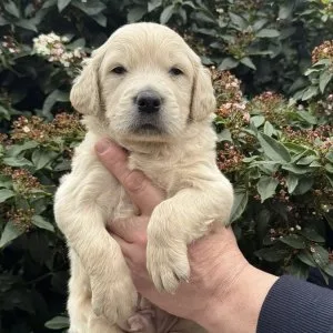 Beautiful small maltipoo cream asian