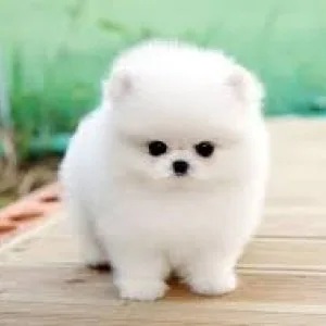 Healthy teacup pomeranian puppies