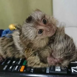 Finger baby marmoset monkeys for sale