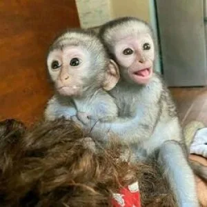 9 weeks old baby capuchin monkeys for sale