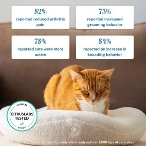 Kneadcatscom 10 off on all heated cat beds