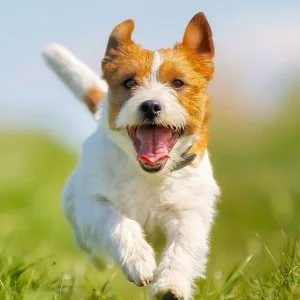 Birdneck animal hospital