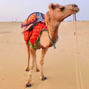 Rajasthan holiday packages customized rajasthan tours